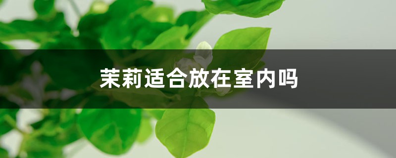 茉莉適合放在室內(nèi)嗎