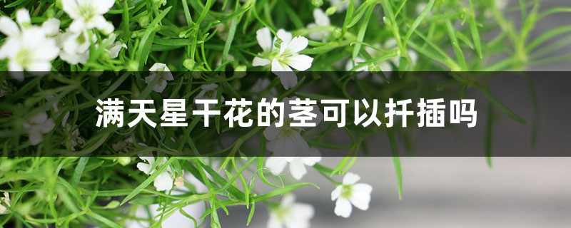 滿天星干花的莖可以扦插嗎，干花可以放臥室嗎