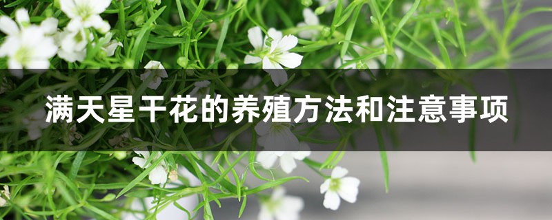 滿天星干花的養(yǎng)殖方法和注意事項，干花可以放多久