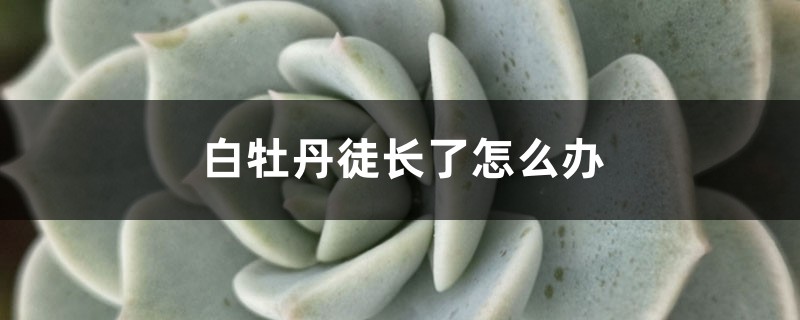 白牡丹徒長了怎么辦