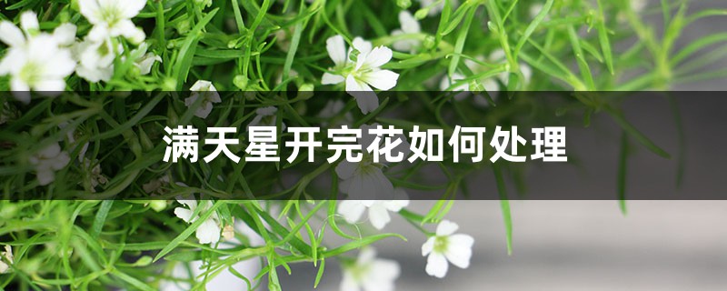 滿天星開完花如何處理，枯了能剪掉嗎