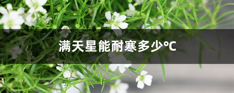 滿天星能耐寒多少℃，家庭養(yǎng)滿天星注意事項