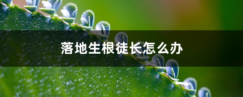 落地生根徒長(zhǎng)怎么辦