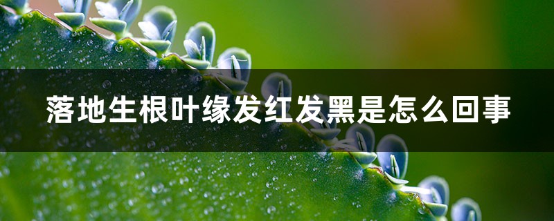 落地生根葉緣發(fā)紅發(fā)黑是怎么回事