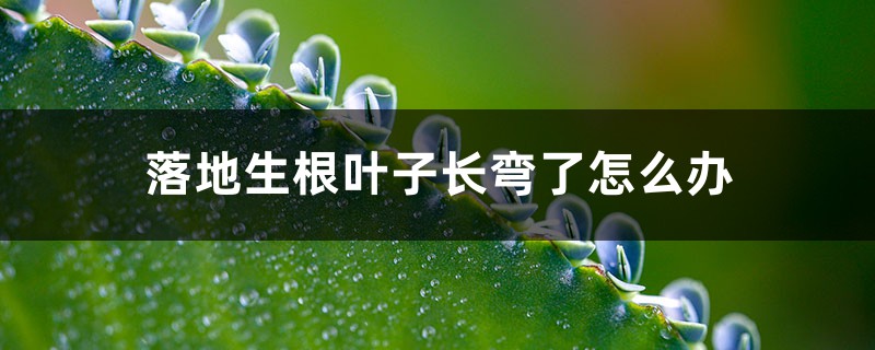 落地生根葉子長(zhǎng)彎了怎么辦