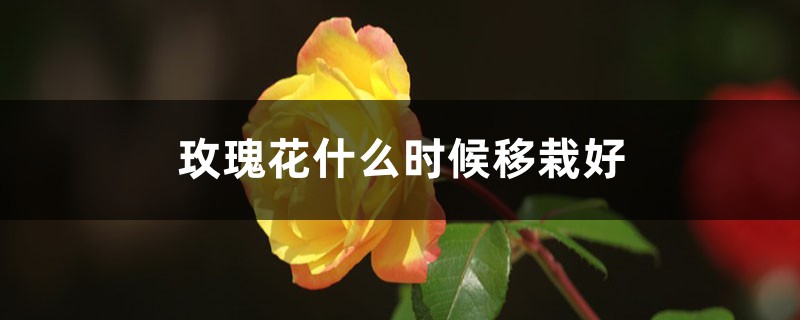 玫瑰花什么時候移栽好，新移栽的玫瑰花要幾天澆一次水