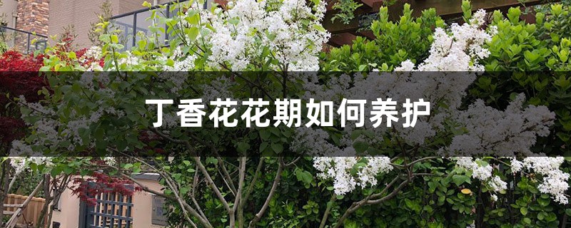 丁香花花期如何養(yǎng)護(hù)，什么時候開花