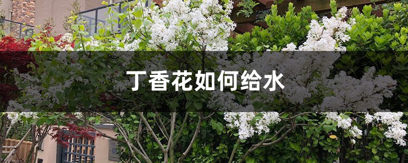 丁香花如何給水，丁香花根部積水怎么辦