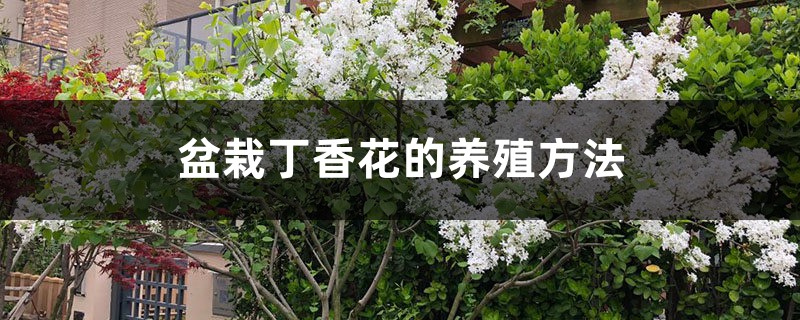 盆栽丁香花的養(yǎng)殖方法，丁香花需要修剪嗎