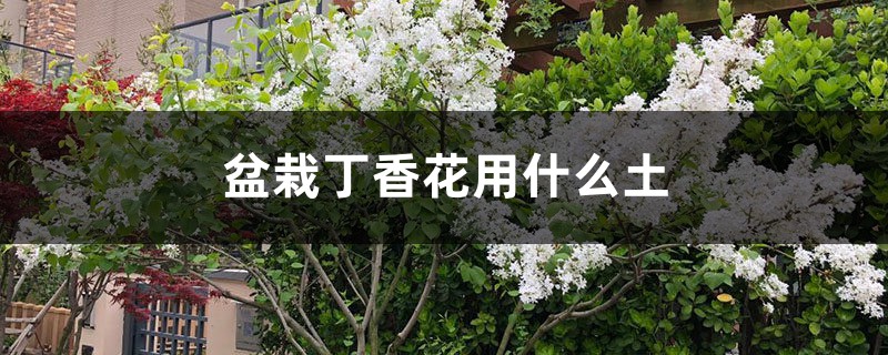 盆栽丁香花用什么土，丁香花的其他養(yǎng)護(hù)因素