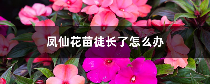 鳳仙花苗徒長(zhǎng)了怎么辦