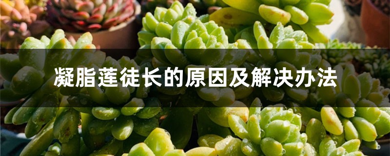 凝脂蓮?fù)介L(zhǎng)的原因及解決辦法