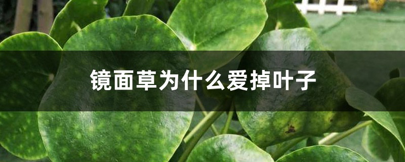 鏡面草為什么愛掉葉子