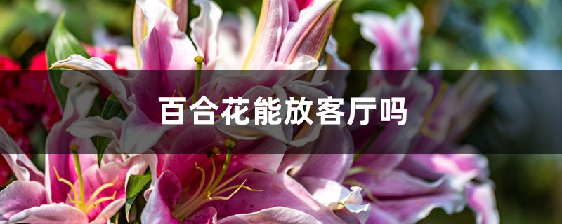 百合花能放客廳嗎