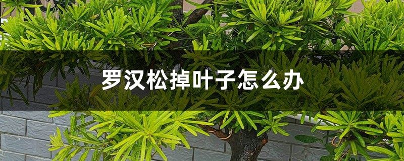 羅漢松掉葉子怎么辦