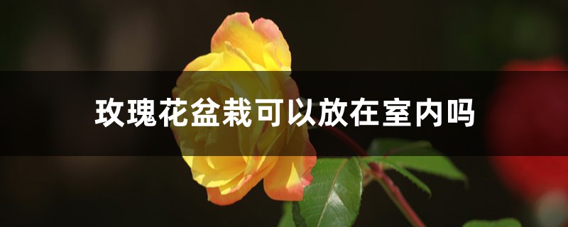 玫瑰花盆栽可以放在室內(nèi)嗎，怎么養(yǎng)可以放室內(nèi)