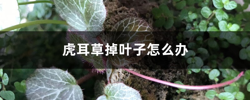 虎耳草掉葉子怎么辦