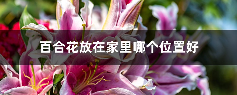 百合花放在家里哪個(gè)位置好