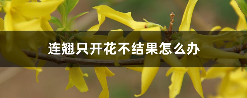 連翹只開(kāi)花不結(jié)果怎么辦