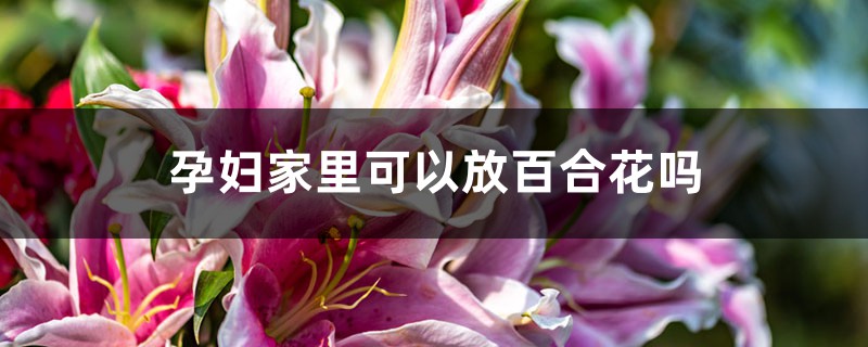 孕婦家里可以放百合花嗎