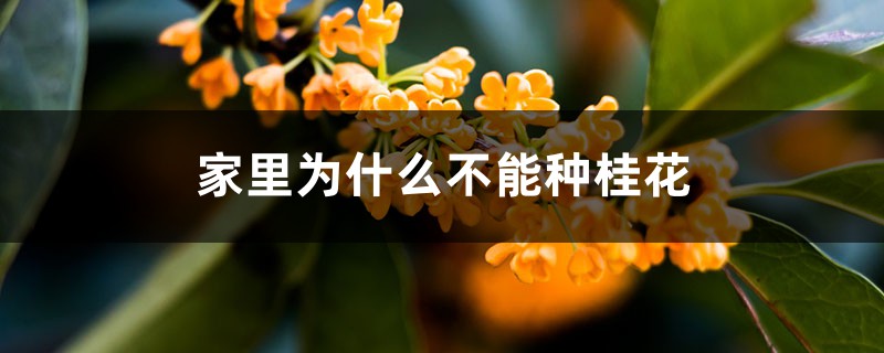 家里為什么不能種桂花