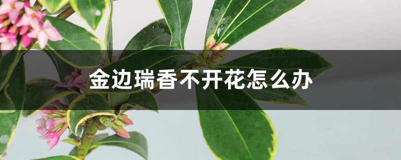 金邊瑞香不開(kāi)花怎么辦