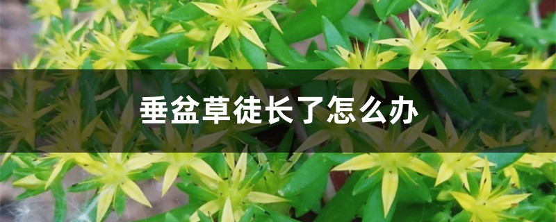 垂盆草徒長(zhǎng)了怎么辦