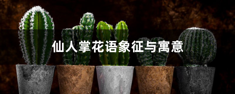 仙人掌花語(yǔ)象征與寓意