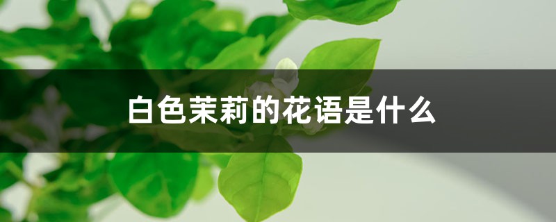 白色茉莉的花語是什么