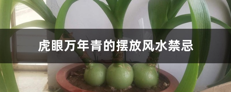 虎眼萬年青的擺放風水禁忌