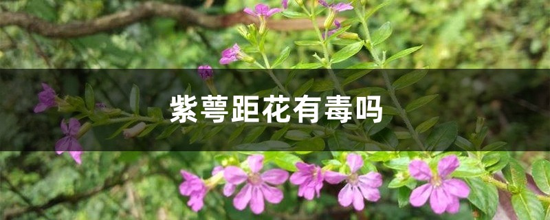 紫萼距花有毒嗎