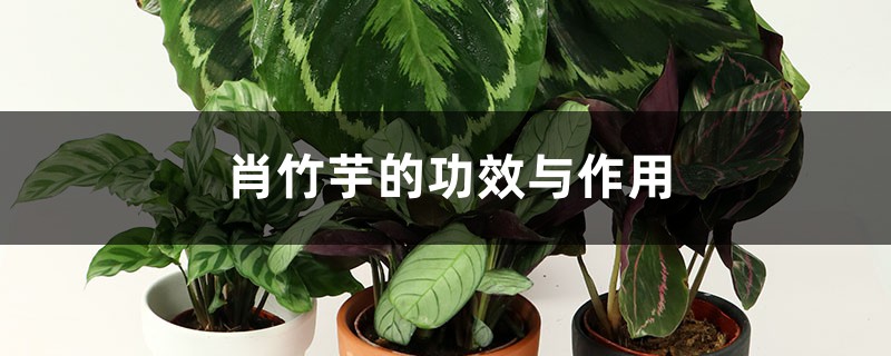 肖竹芋的功效與作用