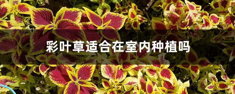 彩葉草適合在室內(nèi)種植嗎