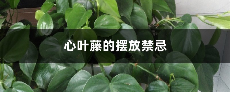 心葉藤的擺放禁忌