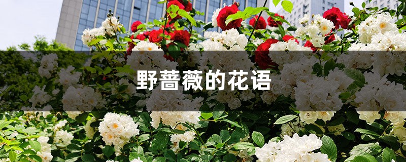 野薔薇的花語