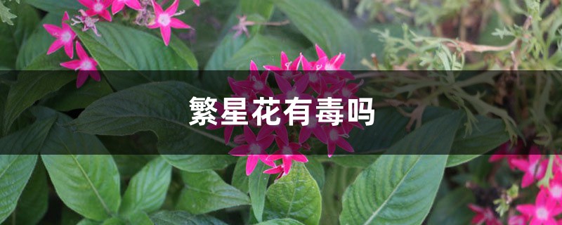 繁星花有毒嗎