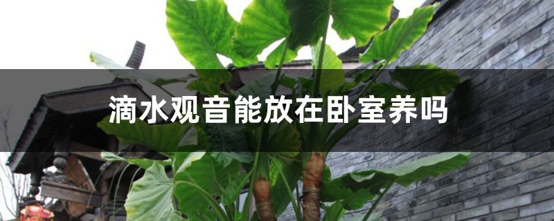 滴水觀音能放在臥室養(yǎng)嗎