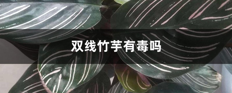 雙線竹芋有毒嗎