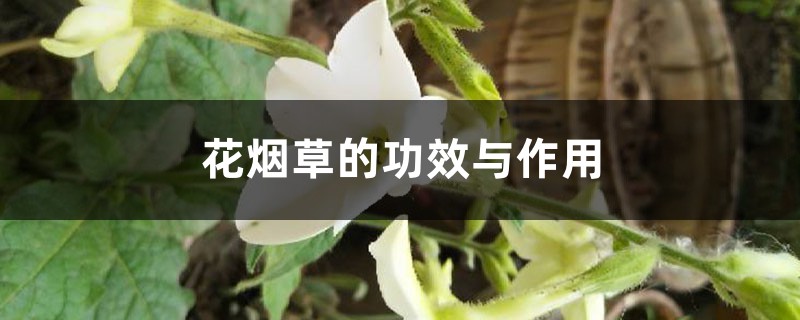 花煙草的功效與作用