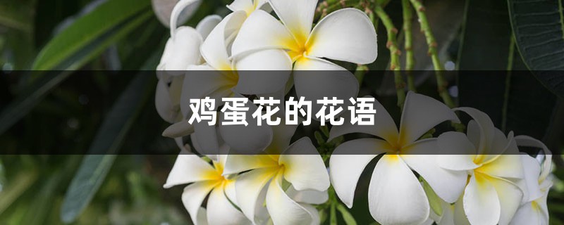 雞蛋花的花語