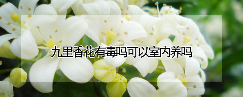 九里香花有毒嗎可以室內(nèi)養(yǎng)嗎