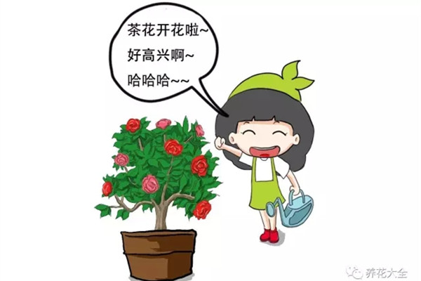 茶花養(yǎng)護(hù)大揭秘，過年買的茶花就這么養(yǎng)