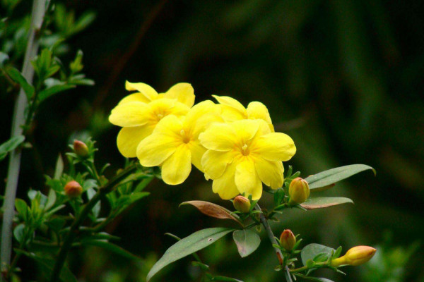 北方春天適合種什么花，迎春花/丁香花/玉簪花/茶花