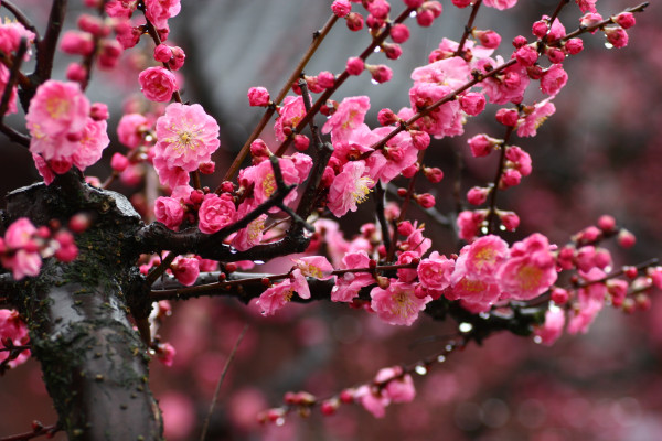 二月什么花開，梅花/臘梅花/迎春花/玉蘭花/山茶花等