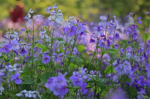 二月什么花開(kāi)，盤(pán)點(diǎn)10種二月開(kāi)花最美的植物