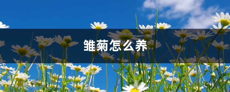 雛菊怎么養(yǎng)