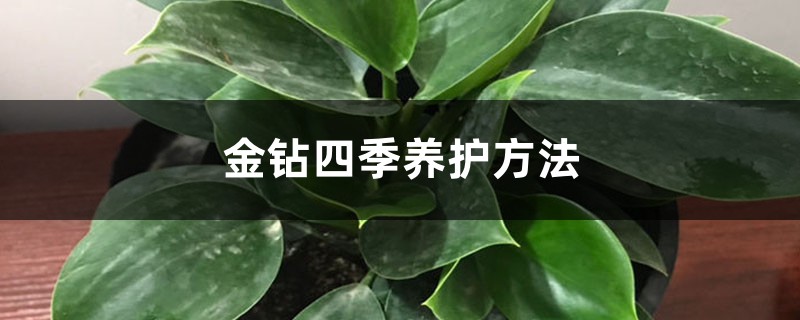 金鉆四季養(yǎng)護(hù)方法