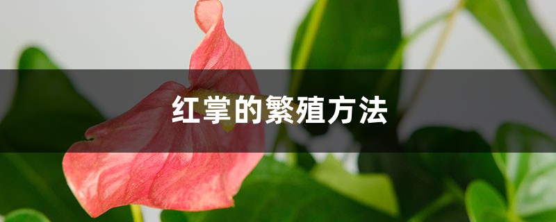 紅掌的繁殖方法