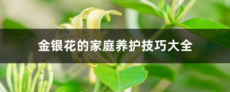 金銀花的家庭養(yǎng)護(hù)技巧大全