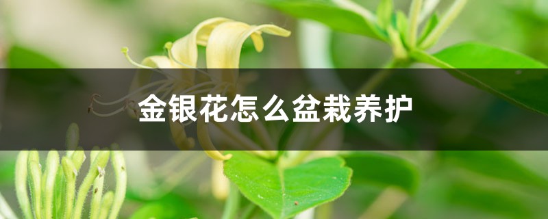 金銀花怎么盆栽養(yǎng)護(hù)